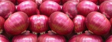 Highly Nutritious Fresh Onions